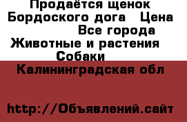 Продаётся щенок Бордоского дога › Цена ­ 37 000 - Все города Животные и растения » Собаки   . Калининградская обл.